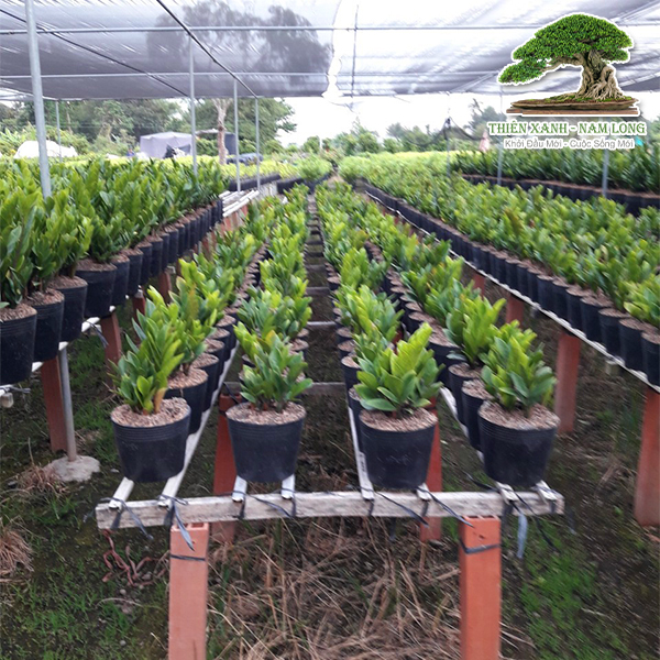 Cung cấp cây xanh